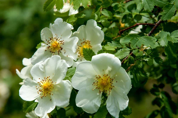 Wild Pink Wildflowers Beautiful White Flowers Wild Rose Summer Day — Stock Photo, Image