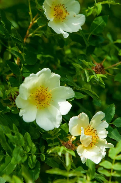 Vahşi pembe çiçekler. Bir yaz gününde vahşi bir gül güzel beyaz çiçekler yakın çekim. Seçici odak