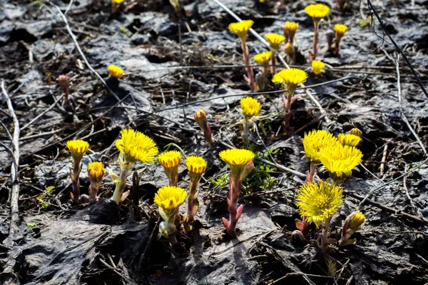Coltsfoot bilinen Tussilago farfara bitki papatya ailesindeki groundsel kabile bir bitkidir