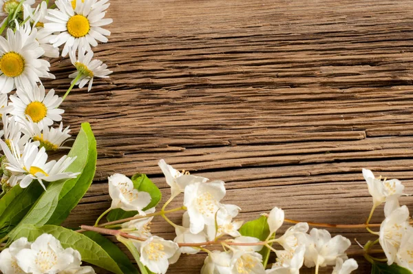 Kır çiçekleri. Stüdyo fotoğrafçılığı. Papatya, Yasemin, tahtaya