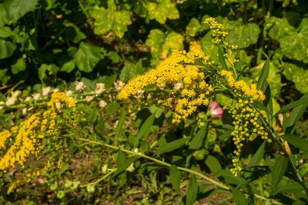 Solidago, goldenrods, yaygın olarak adlandırılan bir tür Aster, bitki ailesindeki çiçekli bitki cinsidir. Bunların çoğu çok yıllık otsu türler açık yerlerde bulundu