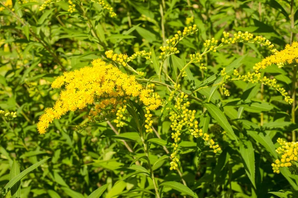 アキノキリンソウ Goldenrods 通称はアスター キク科の家族の植物の種の属です それらのほとんどが開いている場所は 多年生の草本の種 — ストック写真