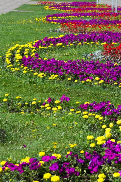 Bahar kentsel peyzaj. Şehir parkları. büyük şehir parkı yeşil çim alanı. güzel sabah ışık yeşil çim sahası ile kamu parki