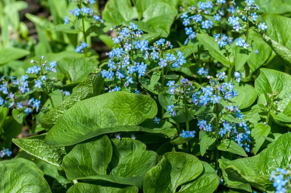 Myosotis Sylvatica Nefelejcs Vagy Erdei Nefelejcs Család Boraginaceae Európában Őshonos — Stock Fotó