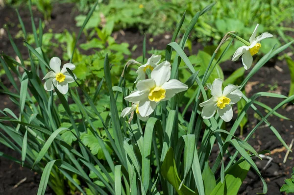 Arka plan doku, desen. Bahar manzara, beyaz nergis