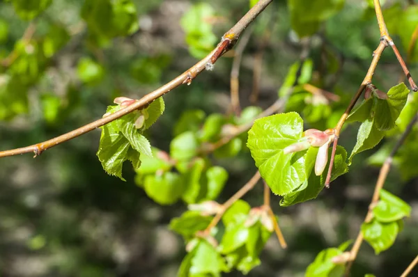 Arka plan resmi, bahar peyzaj, ağaçlar ilk yaprak dokusu