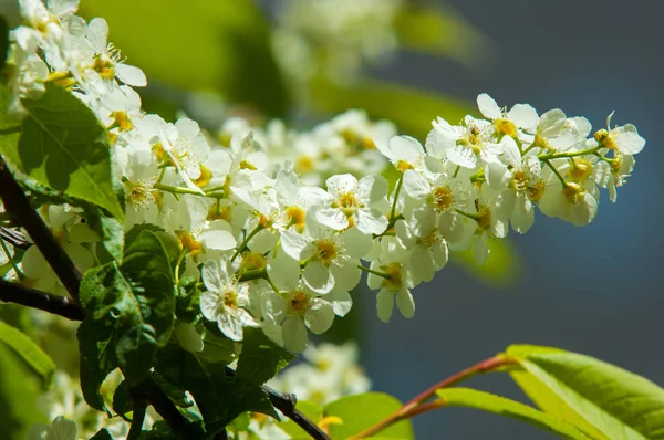 Tarjeta Felicitación Primavera Flor Cerezo Pájaro Primer Plano Una Rama —  Fotos de Stock