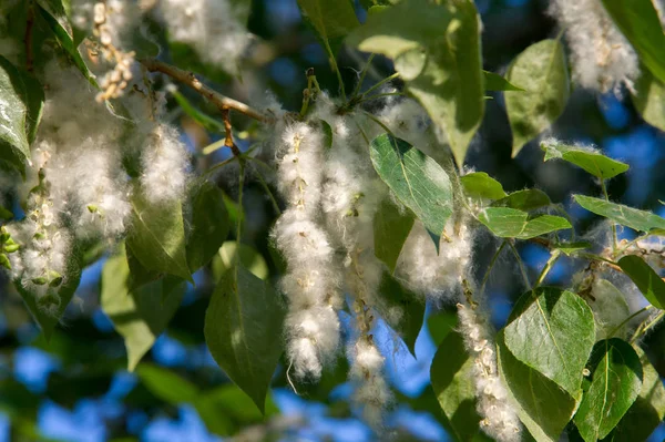 Yaz manzara. Kavak kabartmak. Kavak kabartmak alerji için sorumlu değil, yaz kavak kabartmak ile başlar. Sihirli kavak. Gizemli kavak kabartmak