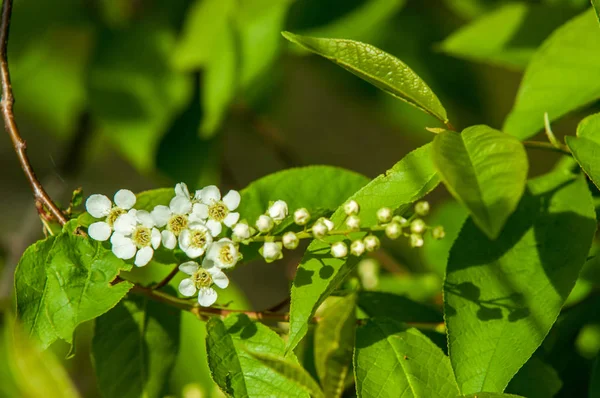 Bahar tebrik kartı, çiçeği kuş kiraz. Bir kaplumbağa şube Close-up parlak gökyüzü karşı yaktı. Kuş-kiraz ağaç izole çiçeklenme. kuş kiraz içinde güneşli çiçekler gün, yakın çekim
