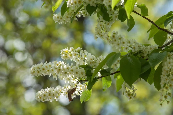 Bahar peyzaj, kuş kiraz çiçekleri. çiçekli kuş kiraz ağacı. mavi gökyüzü önünde kuş kiraz Şubesi. Kopya alanı