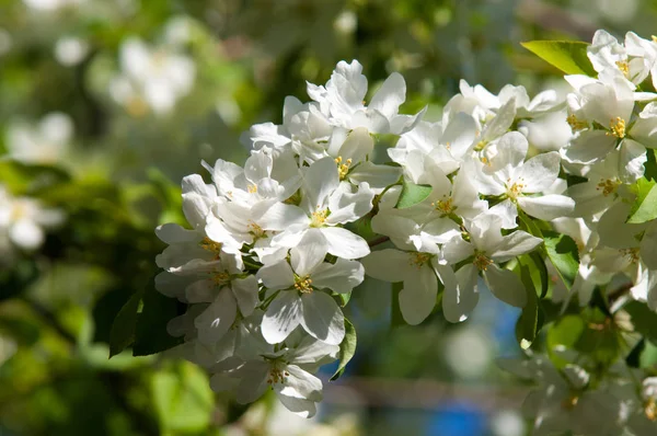 Elma ağaçları çiçek. genellikle parlak renkli bir corolla (taç yaprakları tarafından çevrili üreme organları (stamens ve carpels) oluşan bir bitki, tohum taşıyan parçası)