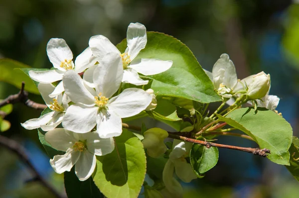 Elma ağaçları çiçek. genellikle parlak renkli bir corolla (taç yaprakları tarafından çevrili üreme organları (stamens ve carpels) oluşan bir bitki, tohum taşıyan parçası)