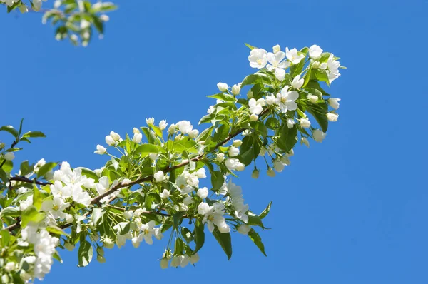 Elma ağaçları çiçek. genellikle parlak renkli bir corolla (taç yaprakları tarafından çevrili üreme organları (stamens ve carpels) oluşan bir bitki, tohum taşıyan parçası)