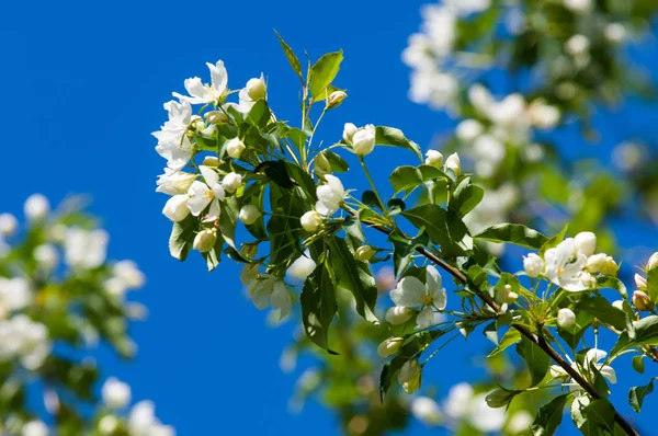 Elma ağaçları çiçek. genellikle parlak renkli bir corolla (taç yaprakları tarafından çevrili üreme organları (stamens ve carpels) oluşan bir bitki, tohum taşıyan parçası)