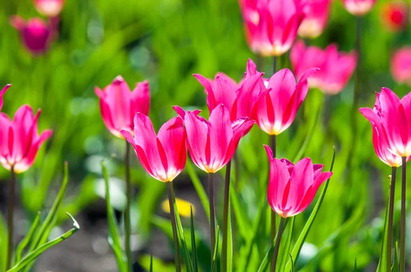 Çiçekler, laleler, lale renkli çiçek bahar bahar. Soğanlı bitki ailesinin. Melanthiaceae kapaklar gibi şeklinde büyük çiçekli.