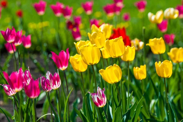 Çiçekler, laleler, lale renkli çiçek bahar bahar. Soğanlı bitki ailesinin. Melanthiaceae kapaklar gibi şeklinde büyük çiçekli.