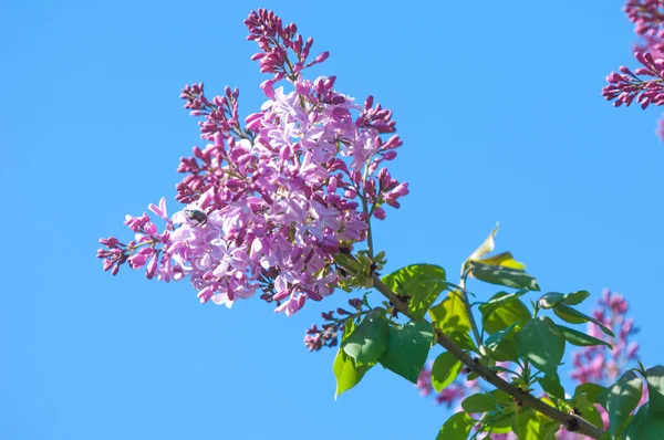 テクスチャ パターン ライラック色の花 淡いピンクがかった青紫色 紫色または白色の香りのよい花の大きな庭低木 — ストック写真