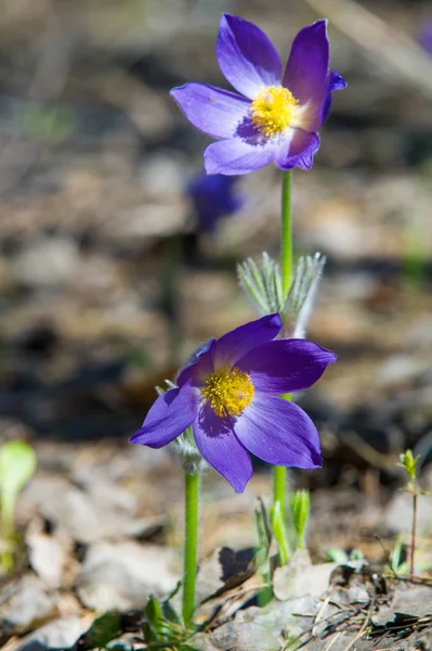 Bahar manzara. Çiçekleri içinde belgili tanımlık vahşi. Bahar çiçek Pulsatilla. Pasque çiçek ya da pasqueflower, Rüzgar çiçek, çayır bitkisi, Paskalya çiçek ve çayır anemone ortak adları dahil. 