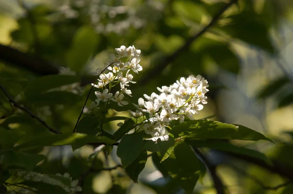 Bahar çiçek, kuş kiraz. Beyaz kokulu çiçekleri toplanan bir fırça ve siyah meyveleri olan bir ağaç. bir küçük yabani kiraz ağaç ya da çalı, kuşlar tarafından yemiş acı siyah meyve ile.