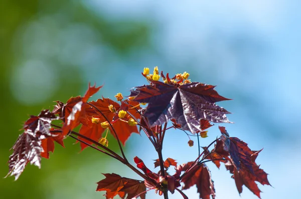 Acer rubrum kırmızı akçaağaç, bataklık, su veya yumuşak akçaağaç, olarak da bilinen Doğu ve Orta Kuzey Amerika'nın en yaygın ve yaygın yaprak döken ağaçlar biridir.
