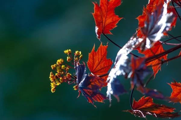 Acer rubrum kırmızı akçaağaç, bataklık, su veya yumuşak akçaağaç, olarak da bilinen Doğu ve Orta Kuzey Amerika'nın en yaygın ve yaygın yaprak döken ağaçlar biridir.