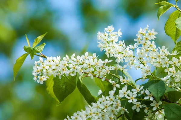 Bahar çiçek, kuş kiraz. Beyaz kokulu çiçekleri toplanan bir fırça ve siyah meyveleri olan bir ağaç. bir küçük yabani kiraz ağaç ya da çalı, kuşlar tarafından yemiş acı siyah meyve ile.