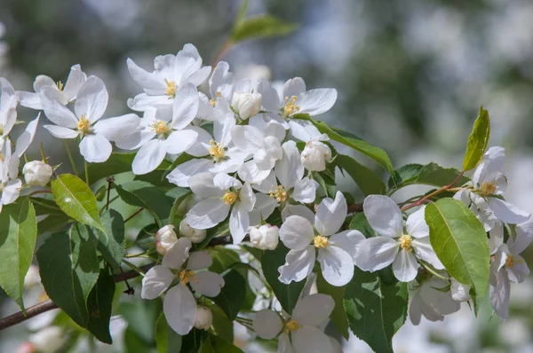 Elma ağaçları çiçek. genellikle parlak renkli bir corolla (taç yaprakları tarafından çevrili üreme organları (stamens ve carpels) oluşan bir bitki, tohum taşıyan parçası)