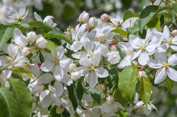 Elma ağaçları çiçek. genellikle parlak renkli bir corolla (taç yaprakları tarafından çevrili üreme organları (stamens ve carpels) oluşan bir bitki, tohum taşıyan parçası)