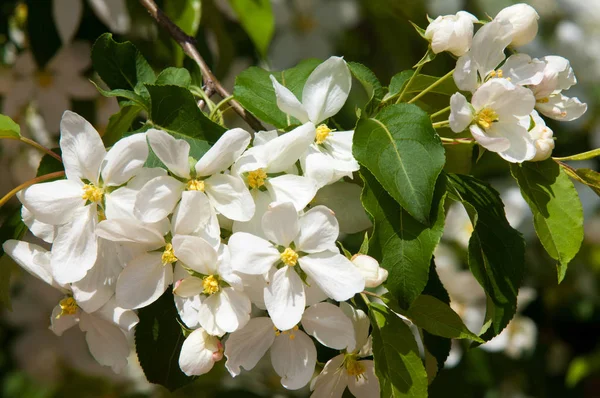 Elma ağaçları çiçek. genellikle parlak renkli bir corolla (taç yaprakları tarafından çevrili üreme organları (stamens ve carpels) oluşan bir bitki, tohum taşıyan parçası)