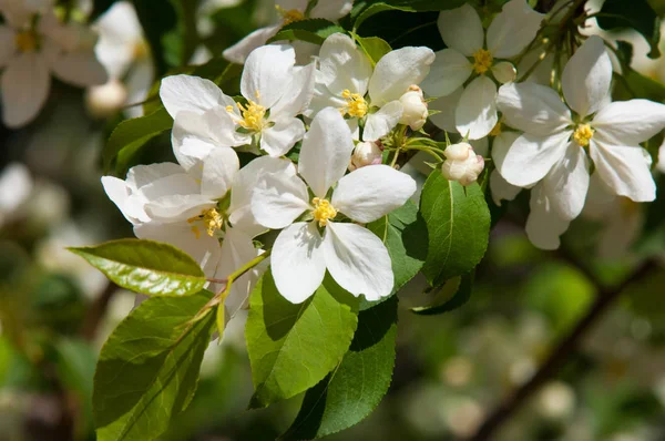 Flores Manzanos Parte Portadora Semillas Una Planta Que Consiste Órganos —  Fotos de Stock