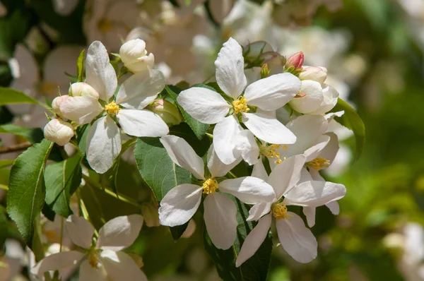 Elma ağaçları çiçek. genellikle parlak renkli bir corolla (taç yaprakları tarafından çevrili üreme organları (stamens ve carpels) oluşan bir bitki, tohum taşıyan parçası)