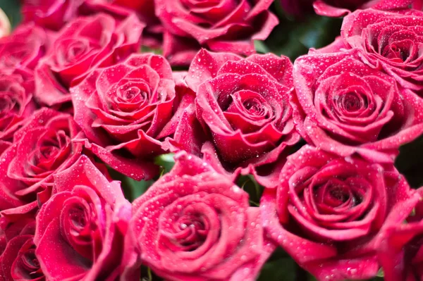 Bir buket gül fotoğraf. Bir dikenli çalı veya genellikle kırmızı, pembe, sarı veya beyaz güzel kokulu çiçekler, kuzey ılıman bölgelere yerli ayılar çalı. 