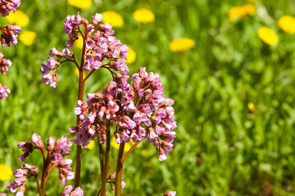 Bergenia elephant-eared saxifrage, elephant\'s ears. Bergenia cordifolia Bergenia crassifolia or badan blooming with purple flowers. Heart-leaf