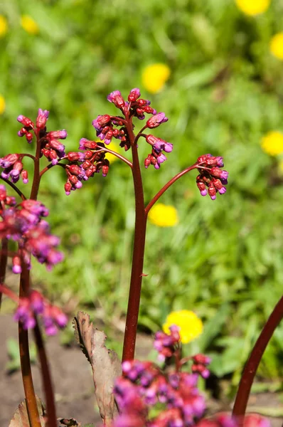 Bergenia elephant-eared saxifrage, elephant\'s ears. Bergenia cordifolia Bergenia crassifolia or badan blooming with purple flowers. Heart-leaf