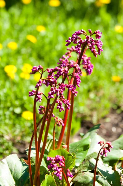 Bergenia saxifrage, filin kulağı fil kulaklı. Bergenia cordifolia Bergenia crassifolia ya da mor çiçekler açan badan. Kalp yapraklı 