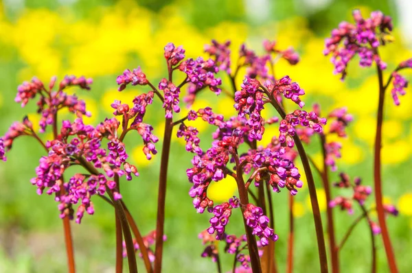 Bergenia saxifrage, filin kulağı fil kulaklı. Bergenia cordifolia Bergenia crassifolia ya da mor çiçekler açan badan. Kalp yapraklı 
