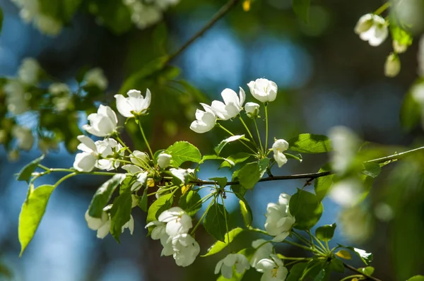 Bahar manzara, elma. Bahar çiçekleri. Bir arka plan doğa, bahar çiçekleri çiçek açması bir elma. Romantik zerafet Vintage Illustration yaprak ve çiçek bir elma ağacının ile