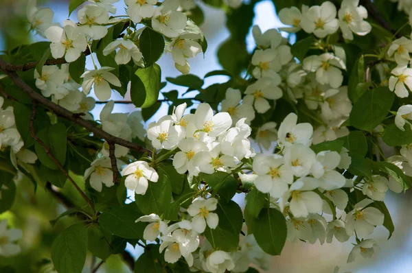 Bahar manzara, elma. Bahar çiçekleri. Bir arka plan doğa, bahar çiçekleri çiçek açması bir elma. Romantik zerafet Vintage Illustration yaprak ve çiçek bir elma ağacının ile
