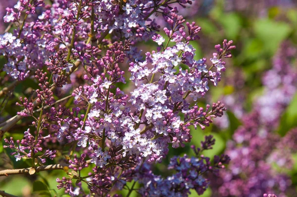 Spring Lilac Flowers Pale Lilac Flowers Lilac Branches Green Leaves — Stock Photo, Image