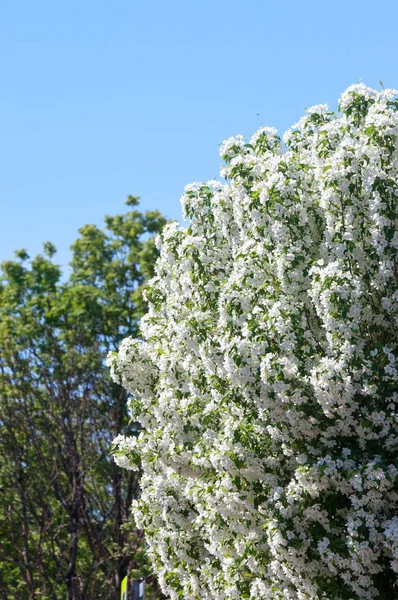 Bahar manzara, elma. Bahar çiçekleri. Bir arka plan doğa, bahar çiçekleri çiçek açması bir elma. Romantik zerafet Vintage Illustration yaprak ve çiçek bir elma ağacının ile