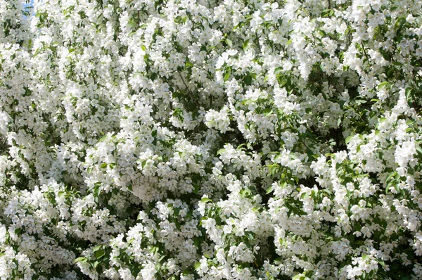 Teknogen peyzaj, kentsel. Yükselen güneş ışınlarının kutbunda enerji. Mesajını yüksek kurşun transferi için. Çelik elektrik direkleri