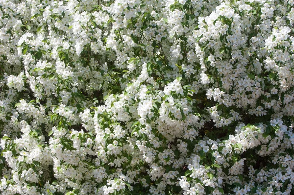 Teknogen peyzaj, kentsel. Yükselen güneş ışınlarının kutbunda enerji. Mesajını yüksek kurşun transferi için. Çelik elektrik direkleri