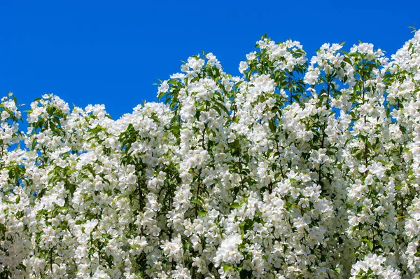 Teknogen peyzaj, kentsel. Yükselen güneş ışınlarının kutbunda enerji. Mesajını yüksek kurşun transferi için. Çelik elektrik direkleri