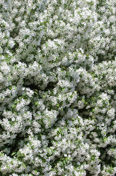 Paesaggio Primaverile Mela Fiori Primaverili Una Mela Fiorita Uno Sfondo — Foto Stock