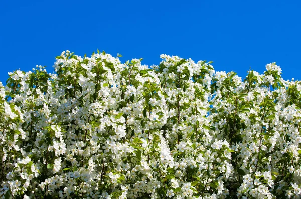 Bahar manzara, elma. Bahar çiçekleri. Bir arka plan doğa, bahar çiçekleri çiçek açması bir elma. Romantik zerafet Vintage Illustration yaprak ve çiçek bir elma ağacının ile