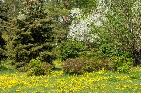 Bahar manzara, elma. Bahar çiçekleri. Bir arka plan doğa, bahar çiçekleri çiçek açması bir elma. Romantik zerafet Vintage Illustration yaprak ve çiçek bir elma ağacının ile