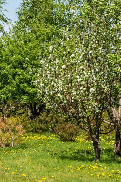 Bahar manzara, elma. Bahar çiçekleri. Bir arka plan doğa, bahar çiçekleri çiçek açması bir elma. Romantik zerafet Vintage Illustration yaprak ve çiçek bir elma ağacının ile
