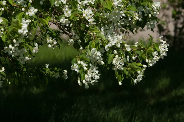 Spring Landscape Apple Spring Flowers Blossoming Apple Background Nature Spring — Stock Photo, Image