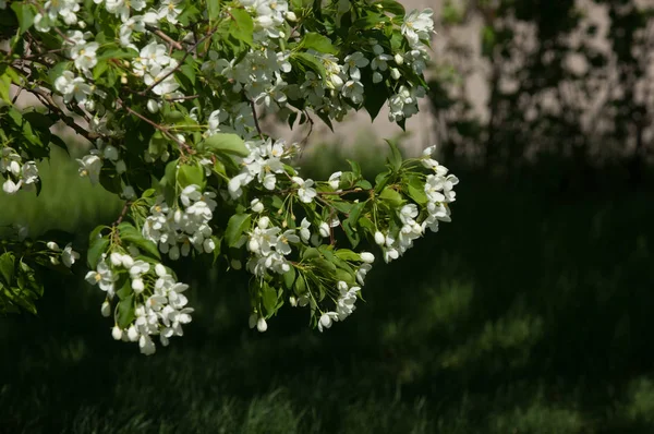 Frühlingslandschaft Apfel Frühlingsblumen Ein Blühender Apfel Vor Dem Hintergrund Der — Stockfoto