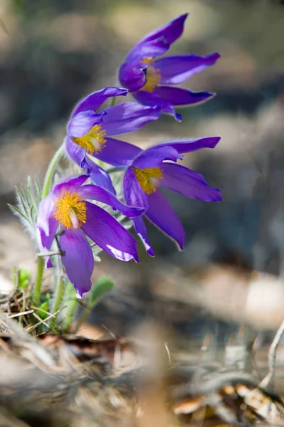 Bahar manzara. Çiçekleri içinde belgili tanımlık vahşi. Bahar çiçek Pulsatilla. Pasque çiçek ya da pasqueflower, Rüzgar çiçek, çayır bitkisi, Paskalya çiçek ve çayır anemone ortak adları dahil. 